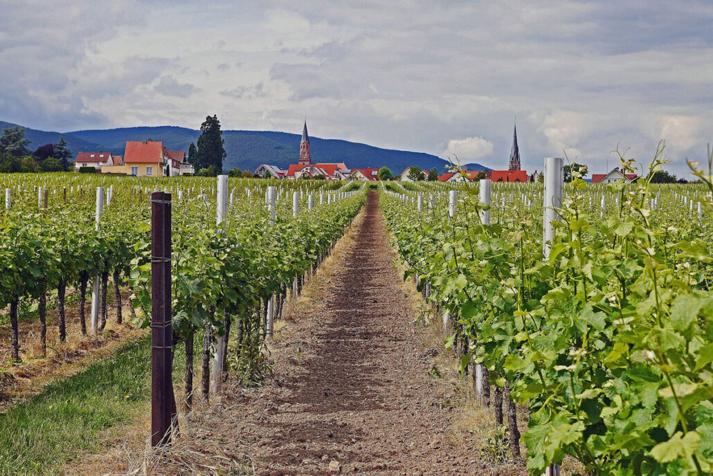 Weinanbau in der Pfalz